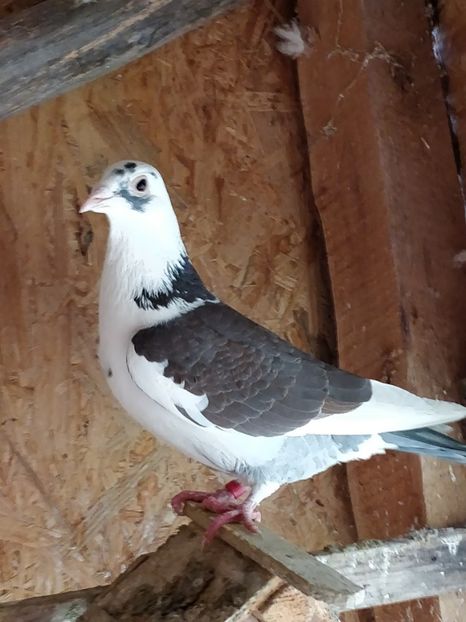 Indigo Tpatern baltat - 5 Indigo