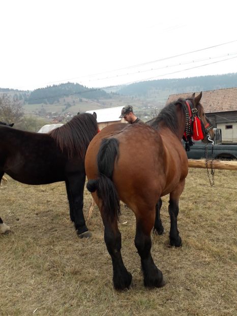  - EXPOZITIA ANIMALE SARMAS HARGHITA 2018