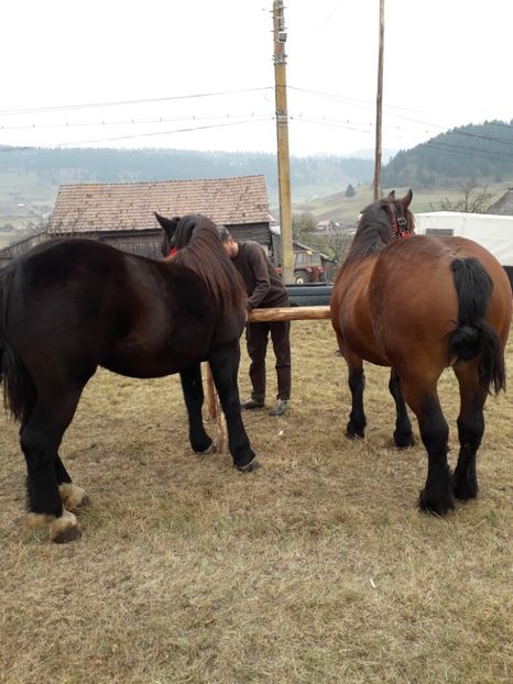  - EXPOZITIA ANIMALE SARMAS HARGHITA 2018