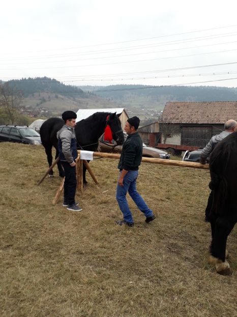  - EXPOZITIA ANIMALE SARMAS HARGHITA 2018