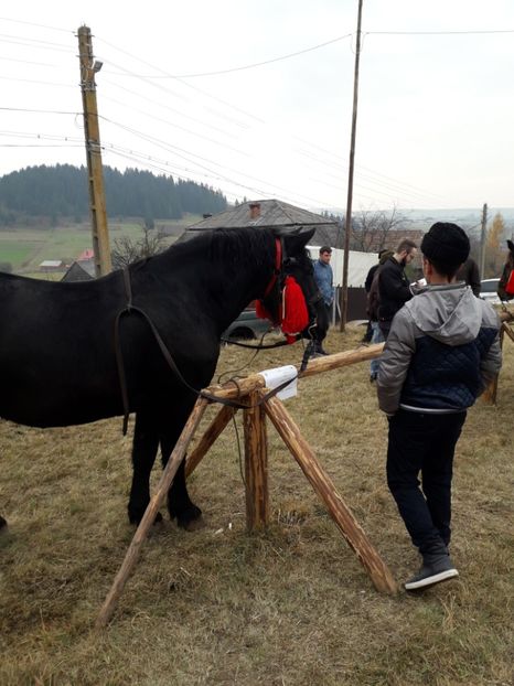  - EXPOZITIA ANIMALE SARMAS HARGHITA 2018