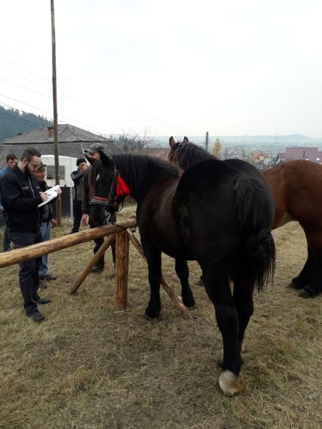  - EXPOZITIA ANIMALE SARMAS HARGHITA 2018