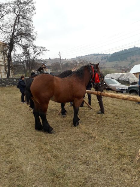  - EXPOZITIA ANIMALE SARMAS HARGHITA 2018