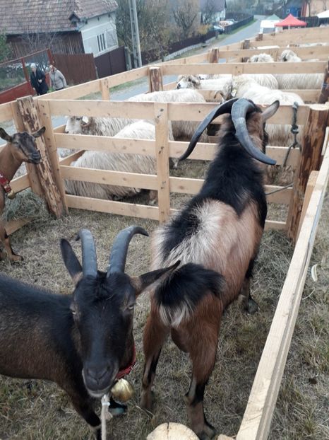  - EXPOZITIA ANIMALE SARMAS HARGHITA 2018