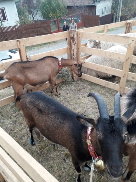  - EXPOZITIA ANIMALE SARMAS HARGHITA 2018