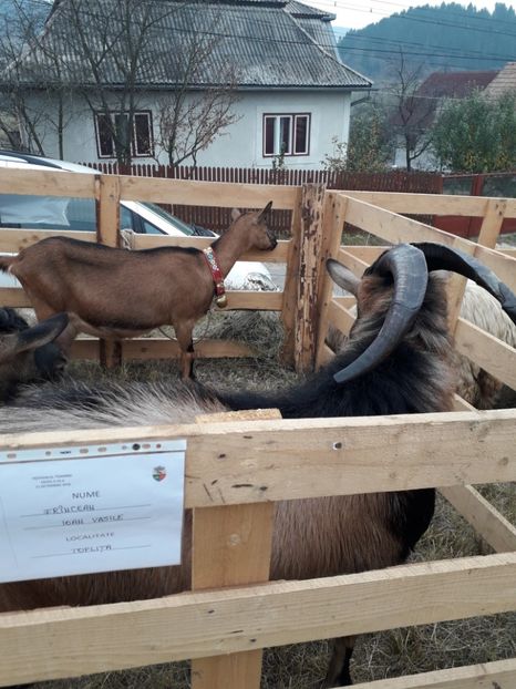  - EXPOZITIA ANIMALE SARMAS HARGHITA 2018