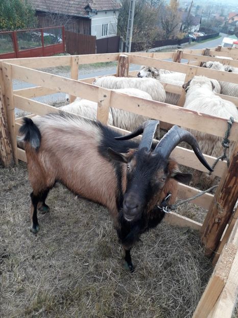  - EXPOZITIA ANIMALE SARMAS HARGHITA 2018
