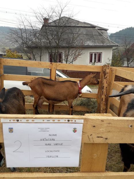  - EXPOZITIA ANIMALE SARMAS HARGHITA 2018