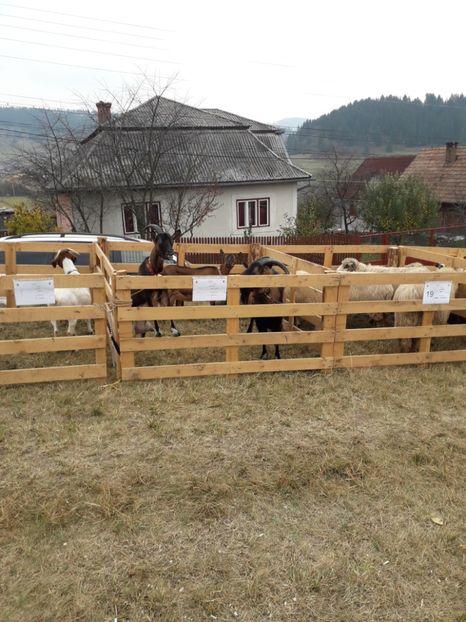  - EXPOZITIA ANIMALE SARMAS HARGHITA 2018