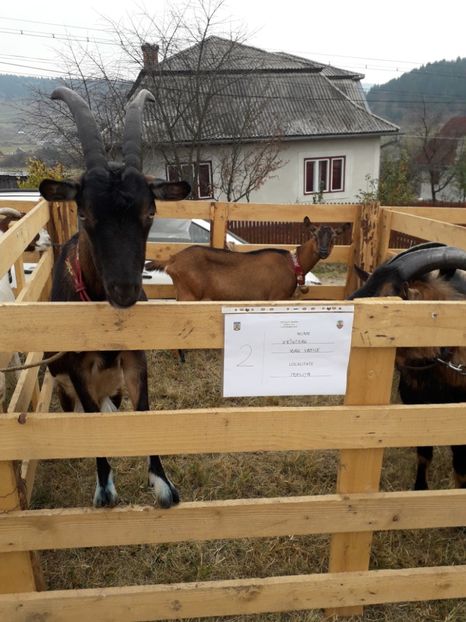  - EXPOZITIA ANIMALE SARMAS HARGHITA 2018