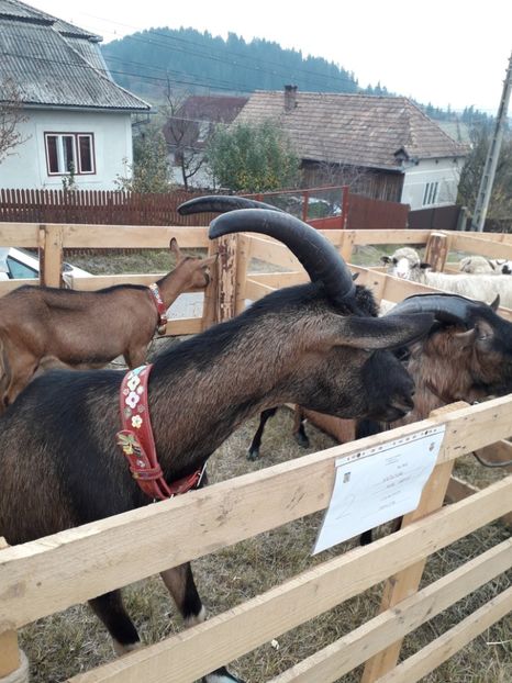  - EXPOZITIA ANIMALE SARMAS HARGHITA 2018