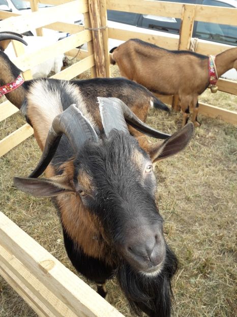  - EXPOZITIA ANIMALE SARMAS HARGHITA 2018