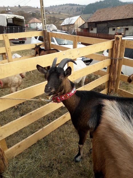  - EXPOZITIA ANIMALE SARMAS HARGHITA 2018