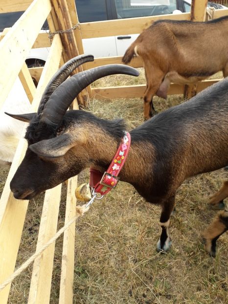  - EXPOZITIA ANIMALE SARMAS HARGHITA 2018