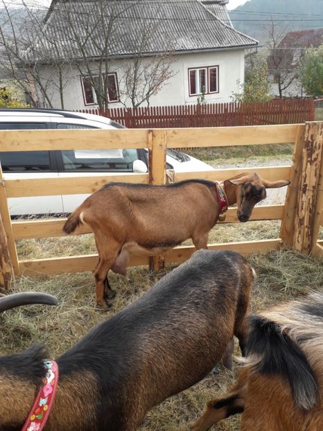  - EXPOZITIA ANIMALE SARMAS HARGHITA 2018