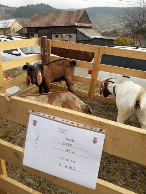  - EXPOZITIA ANIMALE SARMAS HARGHITA 2018