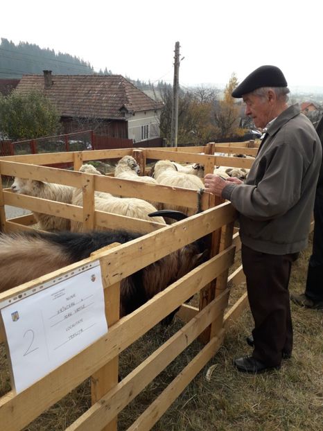  - EXPOZITIA ANIMALE SARMAS HARGHITA 2018