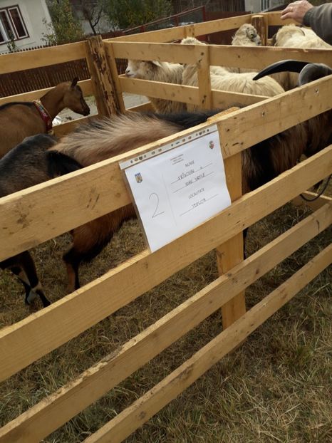  - EXPOZITIA ANIMALE SARMAS HARGHITA 2018