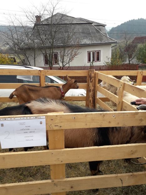  - EXPOZITIA ANIMALE SARMAS HARGHITA 2018