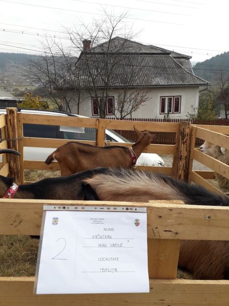  - EXPOZITIA ANIMALE SARMAS HARGHITA 2018