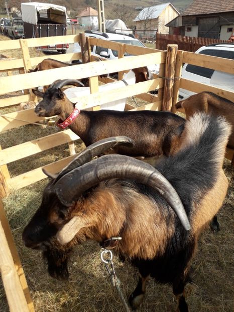  - EXPOZITIA ANIMALE SARMAS HARGHITA 2018