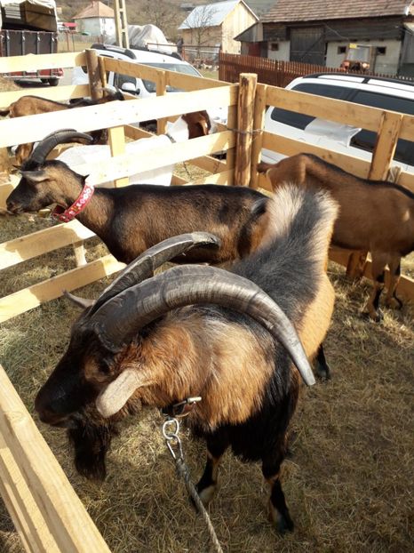  - EXPOZITIA ANIMALE SARMAS HARGHITA 2018