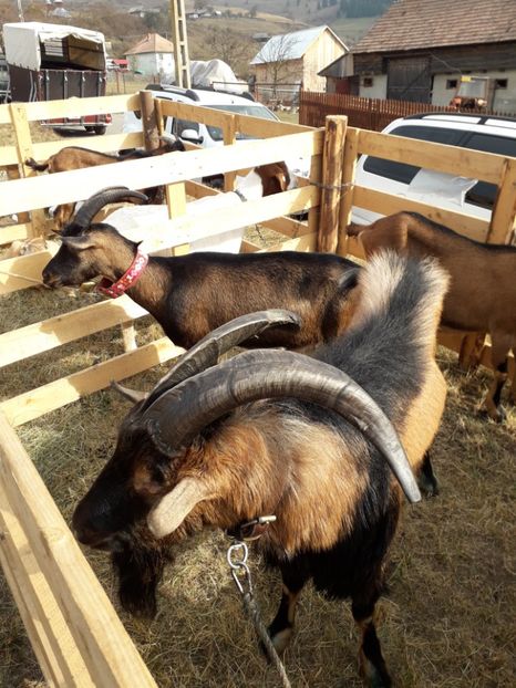  - EXPOZITIA ANIMALE SARMAS HARGHITA 2018