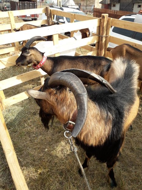  - EXPOZITIA ANIMALE SARMAS HARGHITA 2018