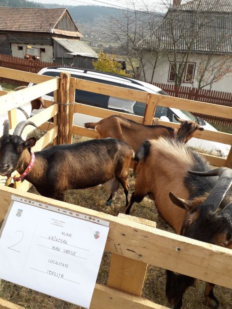  - EXPOZITIA ANIMALE SARMAS HARGHITA 2018