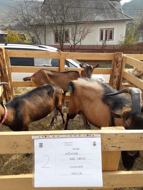  - EXPOZITIA ANIMALE SARMAS HARGHITA 2018