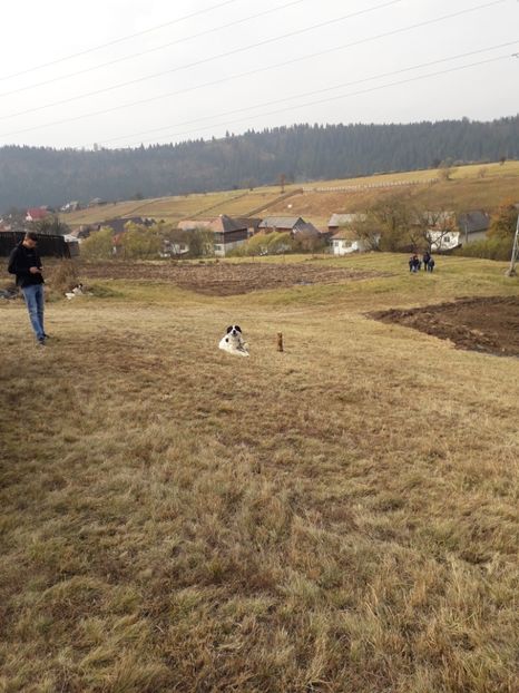  - EXPOZITIA ANIMALE SARMAS HARGHITA 2018