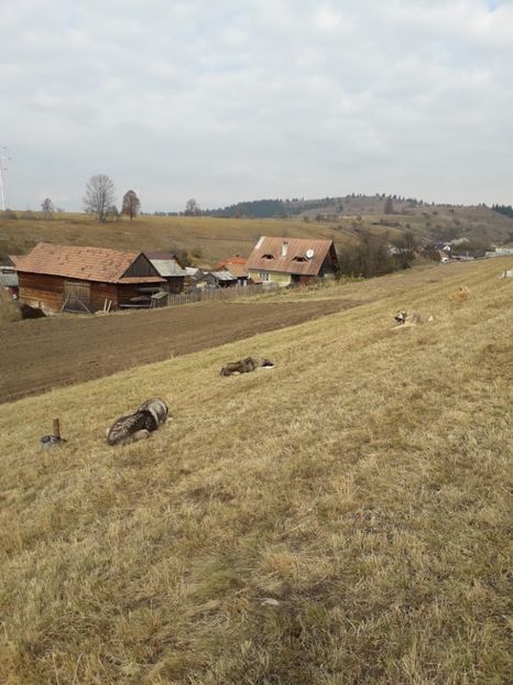  - EXPOZITIA ANIMALE SARMAS HARGHITA 2018