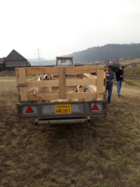  - EXPOZITIA ANIMALE SARMAS HARGHITA 2018