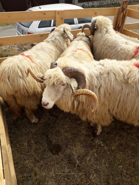  - EXPOZITIA ANIMALE SARMAS HARGHITA 2018