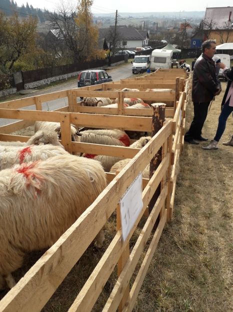  - EXPOZITIA ANIMALE SARMAS HARGHITA 2018