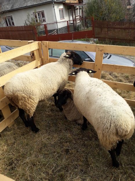  - EXPOZITIA ANIMALE SARMAS HARGHITA 2018