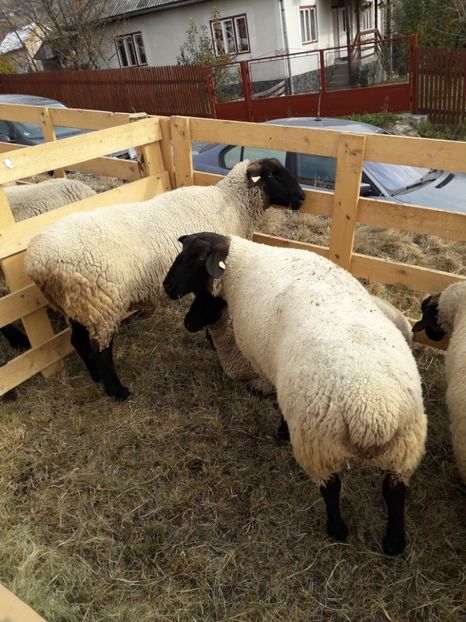  - EXPOZITIA ANIMALE SARMAS HARGHITA 2018