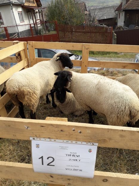  - EXPOZITIA ANIMALE SARMAS HARGHITA 2018