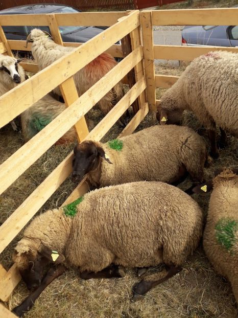  - EXPOZITIA ANIMALE SARMAS HARGHITA 2018