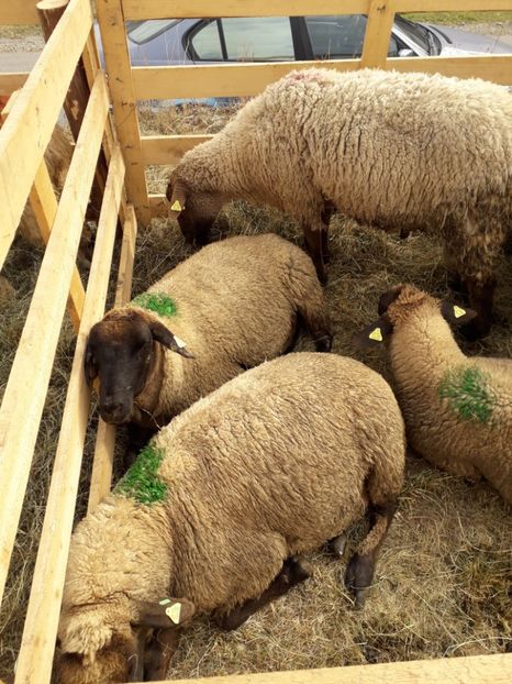  - EXPOZITIA ANIMALE SARMAS HARGHITA 2018