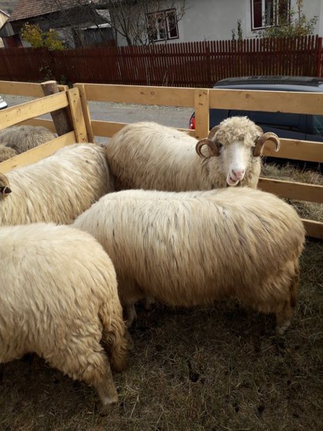  - EXPOZITIA ANIMALE SARMAS HARGHITA 2018