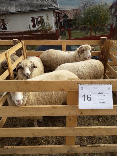  - EXPOZITIA ANIMALE SARMAS HARGHITA 2018