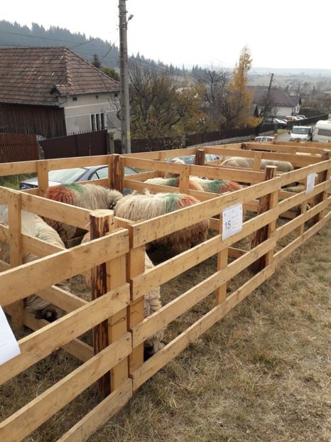  - EXPOZITIA ANIMALE SARMAS HARGHITA 2018
