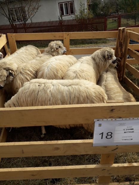  - EXPOZITIA ANIMALE SARMAS HARGHITA 2018