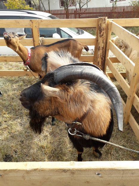  - EXPOZITIA ANIMALE SARMAS HARGHITA 2018