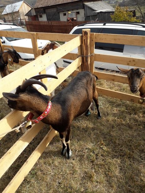  - EXPOZITIA ANIMALE SARMAS HARGHITA 2018