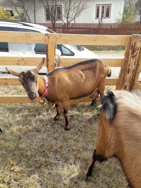  - EXPOZITIA ANIMALE SARMAS HARGHITA 2018