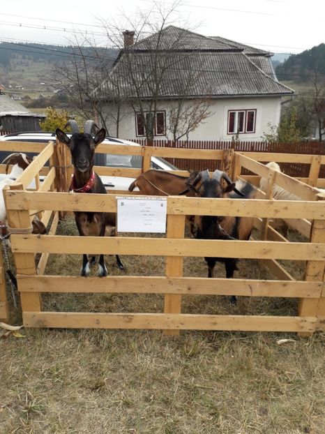  - EXPOZITIA ANIMALE SARMAS HARGHITA 2018