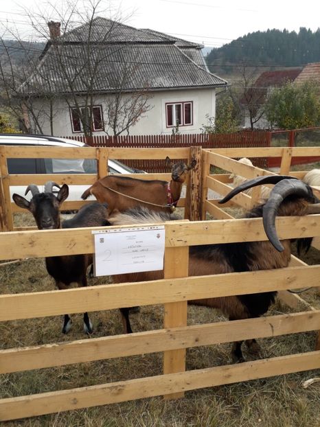  - EXPOZITIA ANIMALE SARMAS HARGHITA 2018