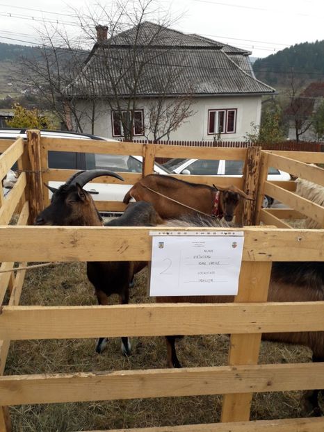  - EXPOZITIA ANIMALE SARMAS HARGHITA 2018